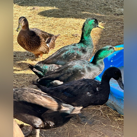 ❤️ OUR SHIP TIMES‼️ PLEASE NOTE‼️❤️ - Picture 8 of 16